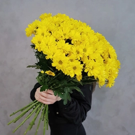  Желтые хризантемы 11